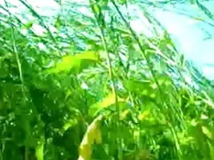 অপেশাদার, এশিয়ান, হ ...